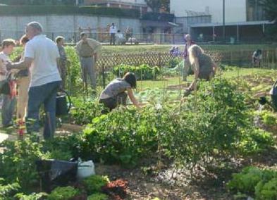 Rende, il Consiglio comunale approva il progetto per gli orti urbani 54 Orti urbani 01