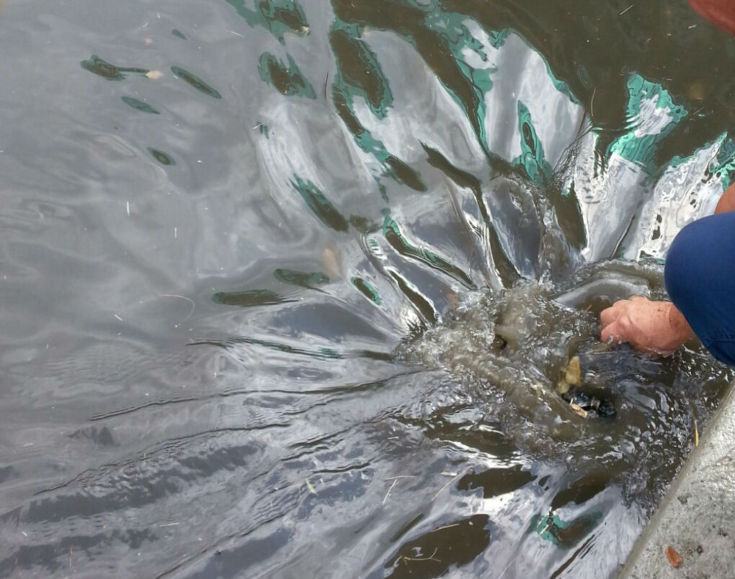 busta occlusiva rende via mattia preti