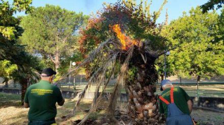 Parco Robinson e parchi fluviali al via i lavori di pulizia 61 verde 3