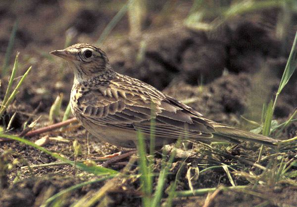 Riapre la stagione venatoria, ma chi controlla i cacciatori che "uccidono per sport"? (AUDIO) 52 allodola