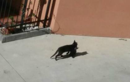 gattino