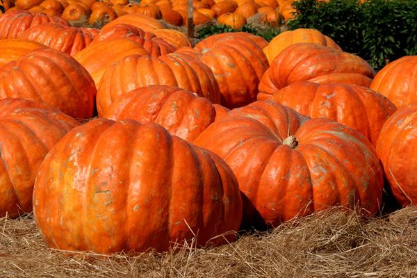 zucca-2