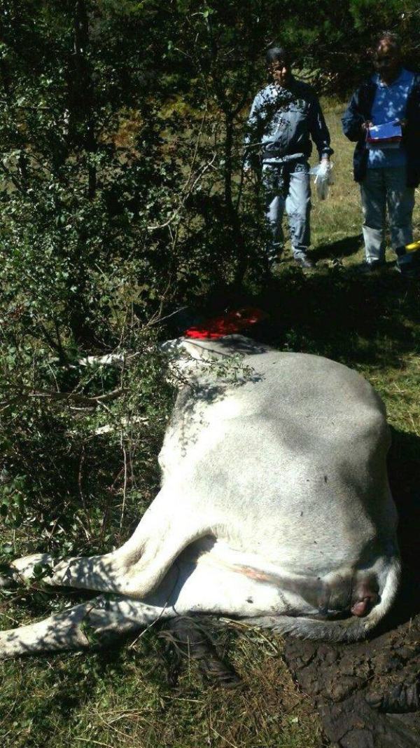 Uccisi a colpi di fucili 10 bovini al pascolo, forse un'intimidazione al proprietario del bestiame 57 bestiame-taverna
