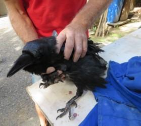 thumbnail_sequestro-corvi_animale-1