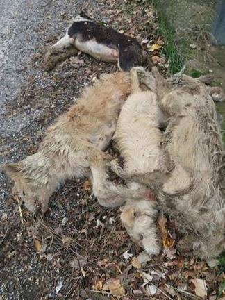 cani-avvelenati-san-marco-argentano