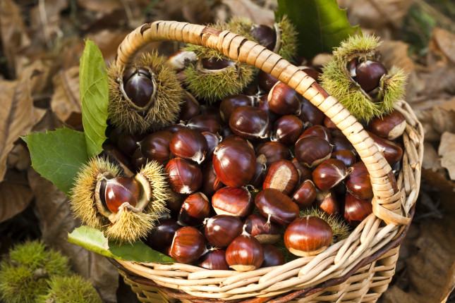 castagne-1