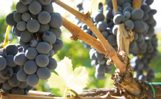 vitigni-spadafora-01