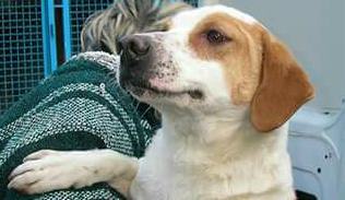 Qui la Zampa - Arancia, nata libera e deportata insieme a Cleo. Due 'anime' in cerca di un cuore 52 arancia-ok