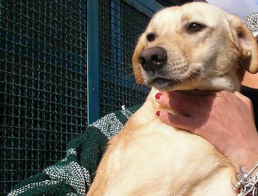 Qui la Zampa - Arancia, nata libera e deportata insieme a Cleo. Due 'anime' in cerca di un cuore 53 cleo-01