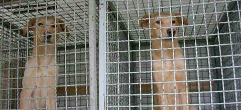 fratellini-calippo-e-cristaldo