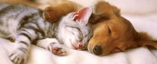 fiducia-cane-e-gatto