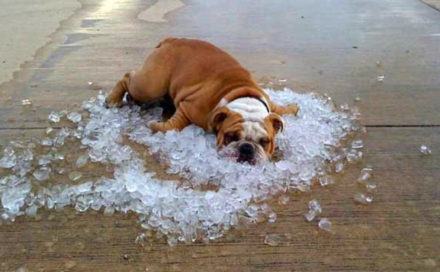 colpo di calore cane