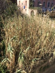 GiardinoPassalacqua2