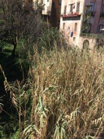 GiardinoPassalacqua3