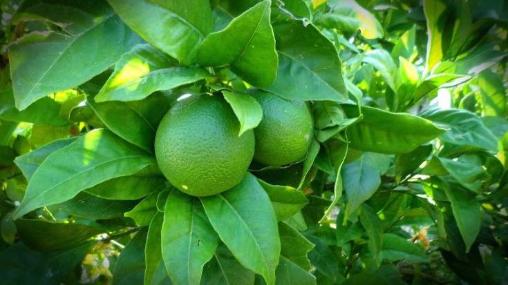 lime-2