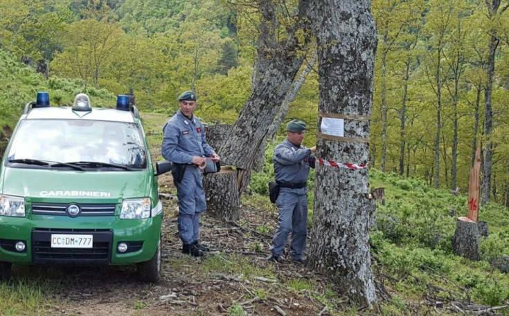 taglio alberi carabinieri forestali
