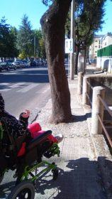 albero via roma 2