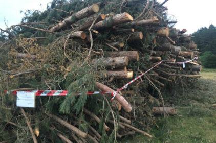 Alberi tagliati Sila2