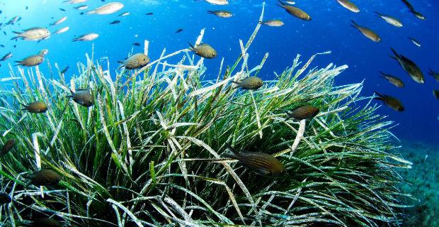 posidonia-oceanica (1)
