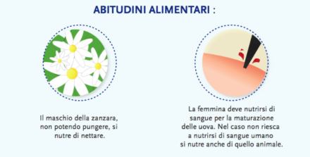 Zanzare2