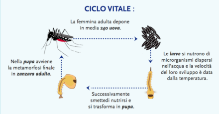Zanzare3