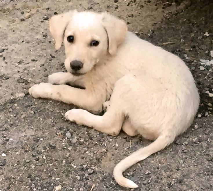 cuccioli dipignano (1)