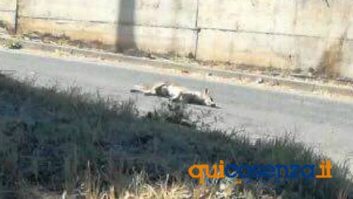 montalto cani avvelenati