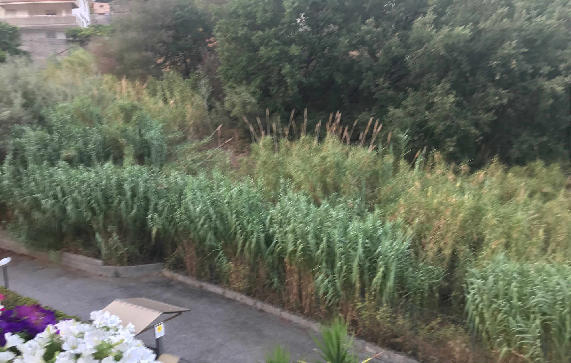 mancata pulizia vadue 01