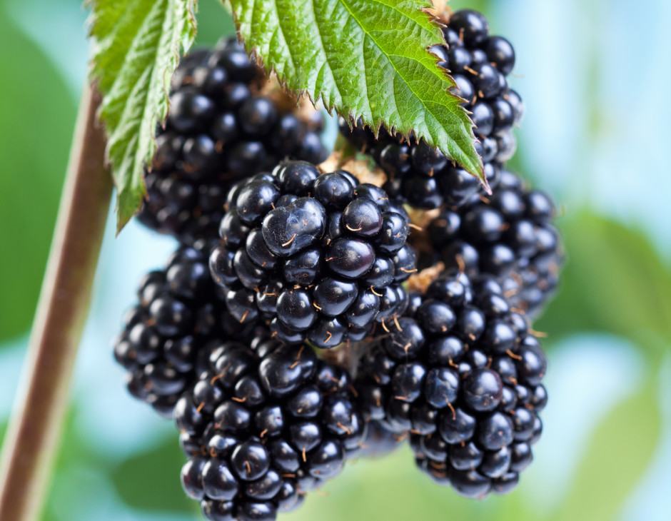 Blackberries growing and ripening on the twig