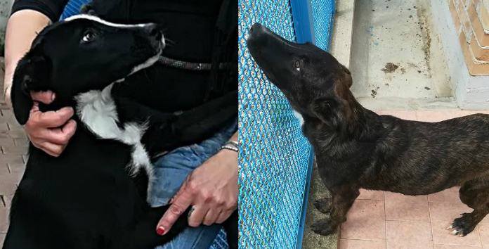 Zito e Zuccherino 02