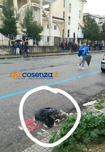 cane in un sacchetto industriale 02