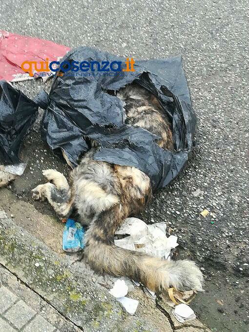 cane in un sacchetto industriale