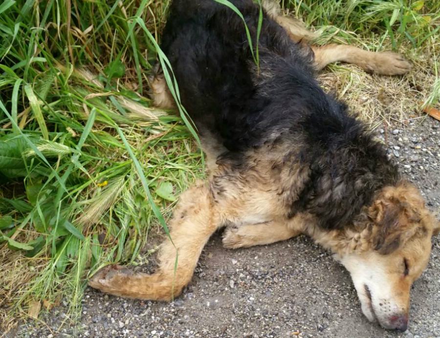 Stella uccisa da un auto