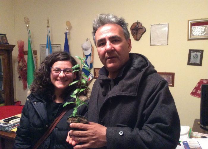 Ciminelli amendolara