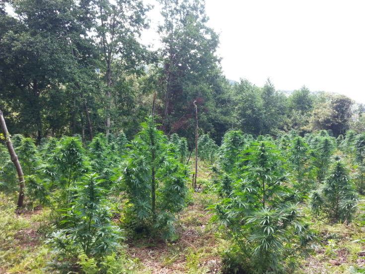 Cetraro piantagione 03