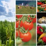 maxi bando 20 milioni agroalimentare