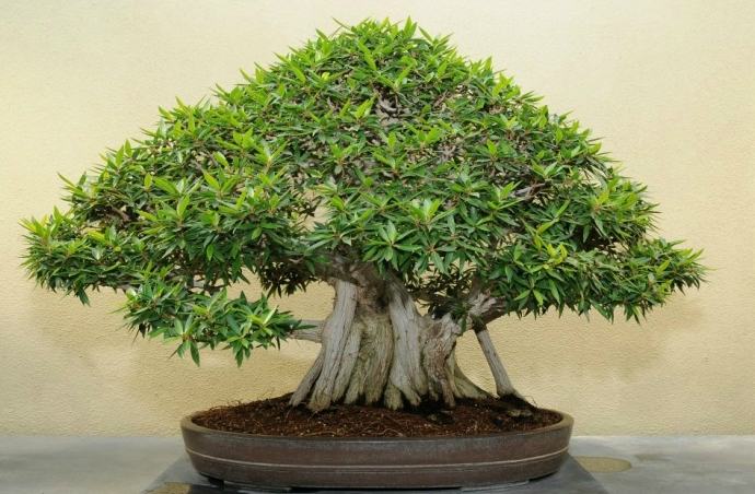 ficus