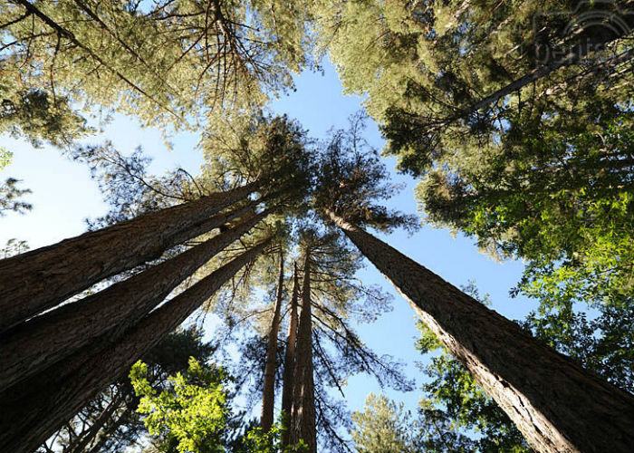 i_giganti_della_sila