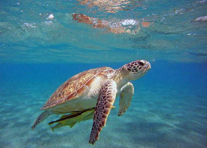 tartaruga marina