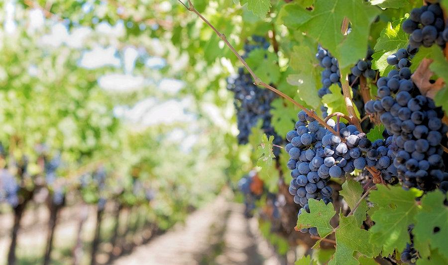 vino, risorsa del territorio