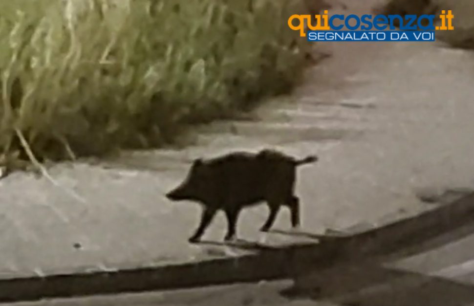 cinghiale su via popilia