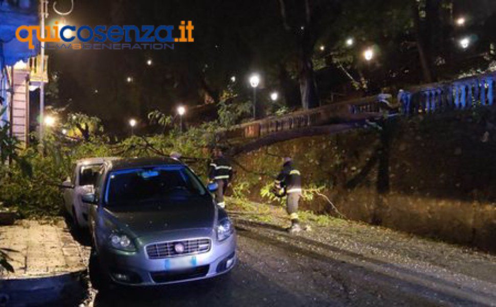 albero auto via petrarca