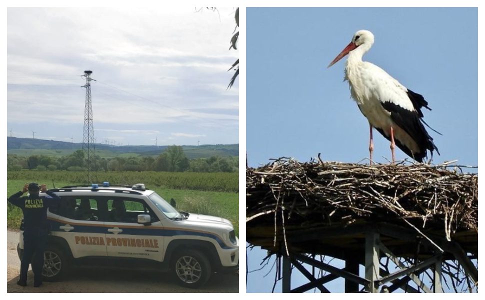 piano di sorveglianza per la cicogna bianca nel cosentino