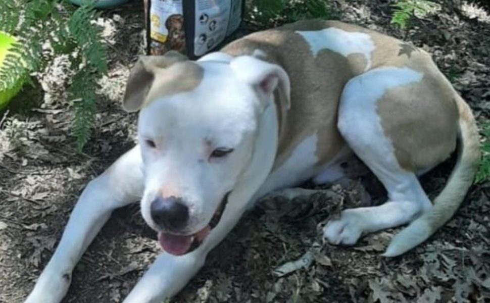 King_cane abbandonato