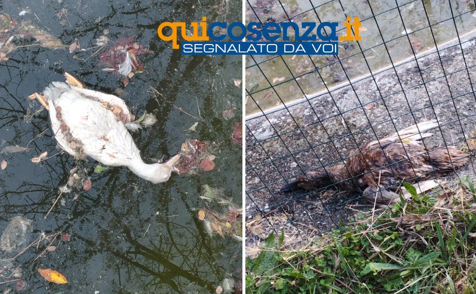 oche morte parco robinson rende 01