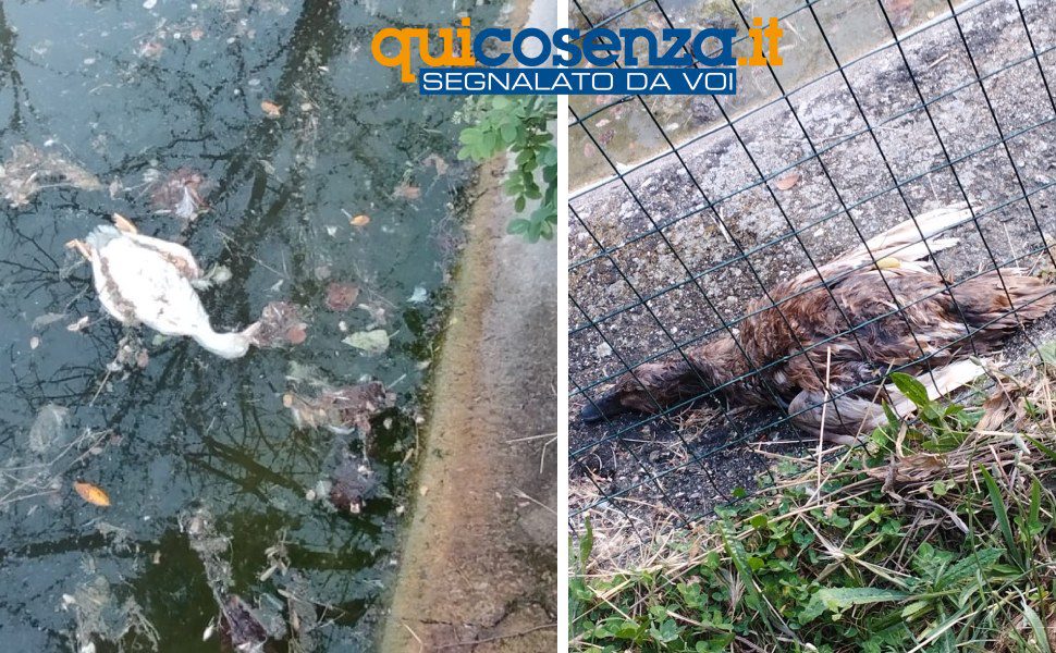 oche morte parco robinson rende 02