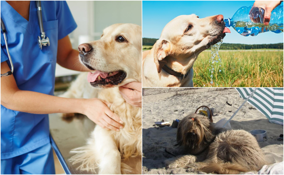 Cane e colpi di calore caldo reovente