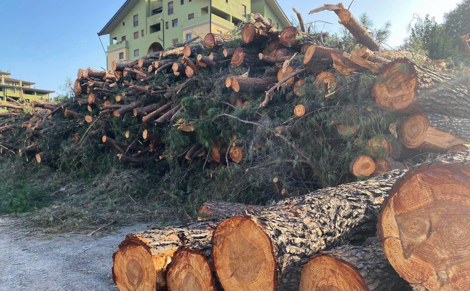 capitozzatura alberi via leonardo da vinci rende