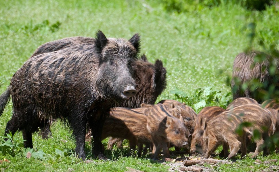 cinghiali (1)