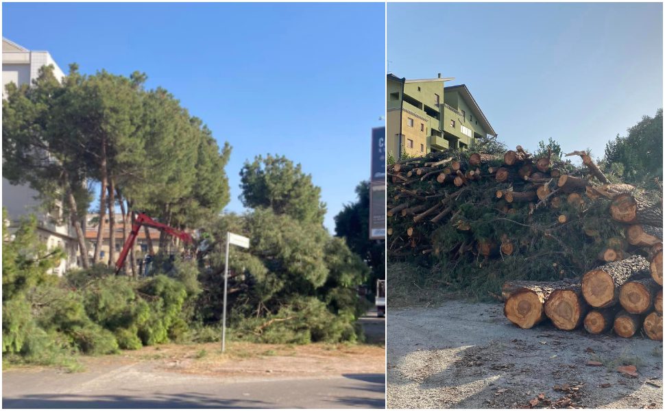 pini-sdradicati-rende